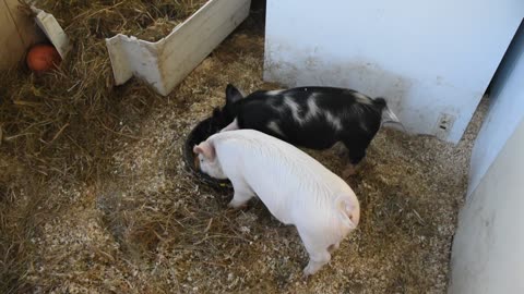 Hungry Hungry piglets