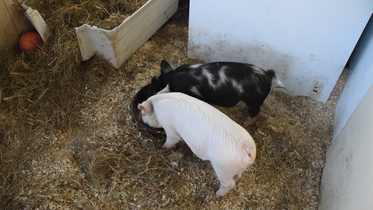 Hungry Hungry piglets