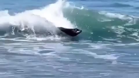 Sea lion surfing better than I ever could