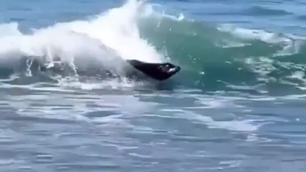 Sea lion surfing better than I ever could