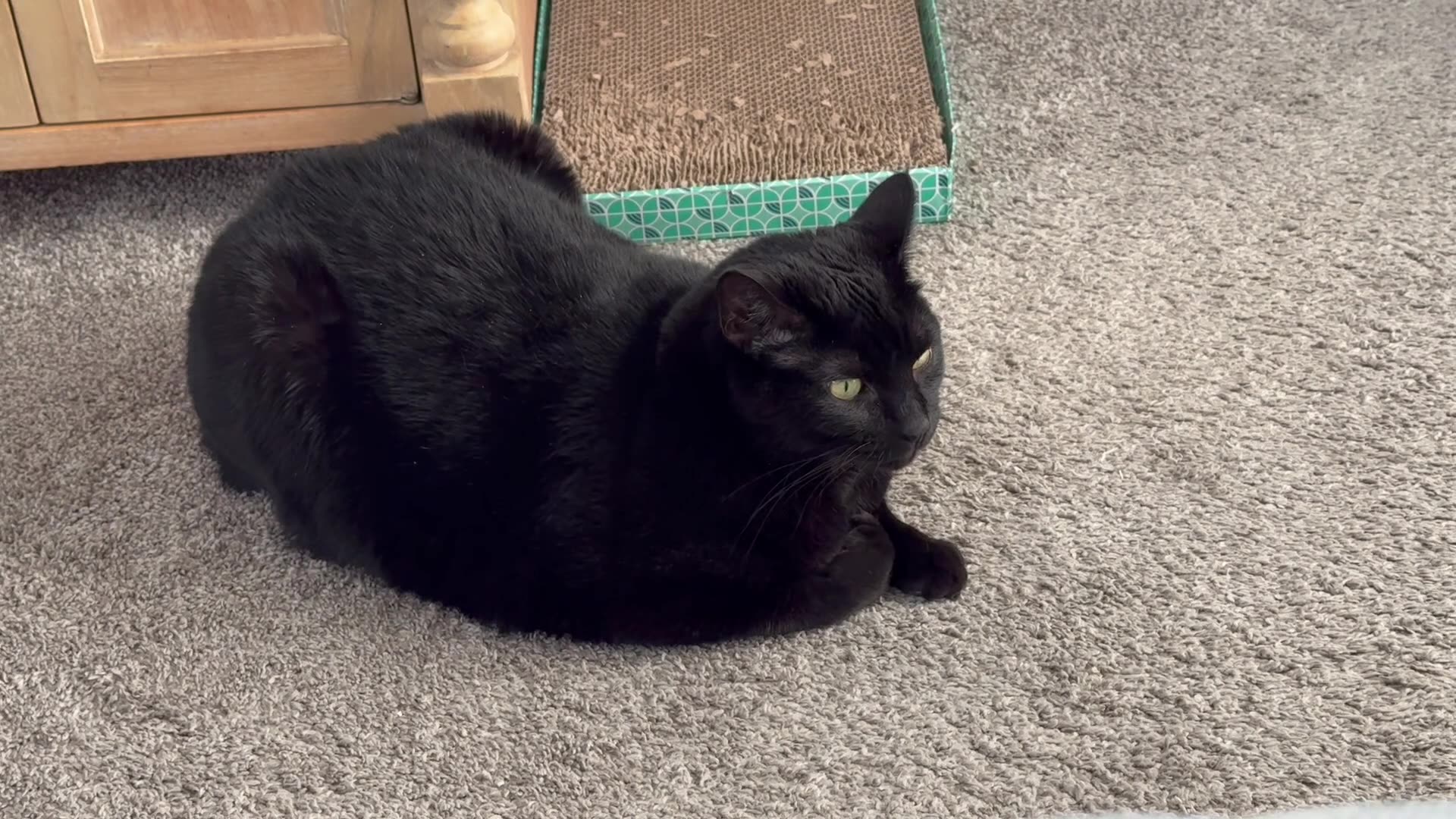Cute Precious Piper is An Almost a Loaf Security - My Adopted Shelter Cat Vlog