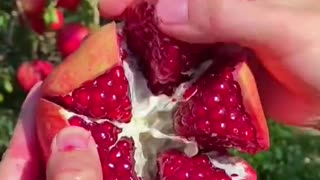 Pomegranate Harvesting