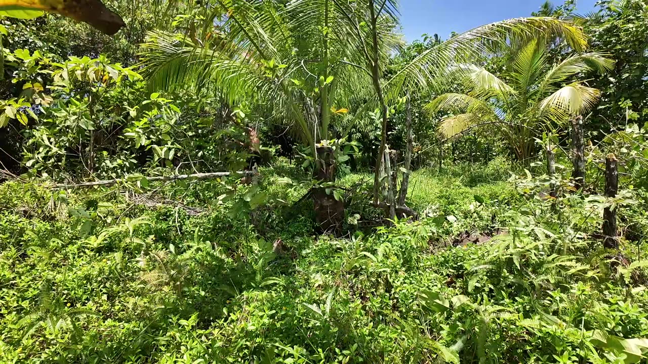 Building Small Home In PHILIPPINES EDEN [P1] Water Buffalo & Carpenter Building JB's House