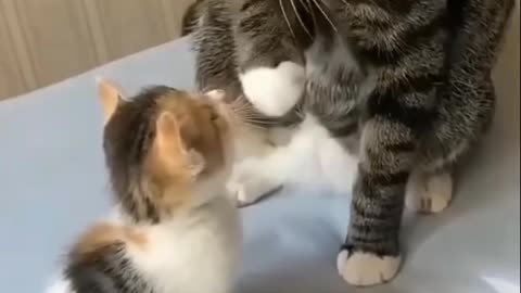 Funny Cat Moments That Will Make You Laugh