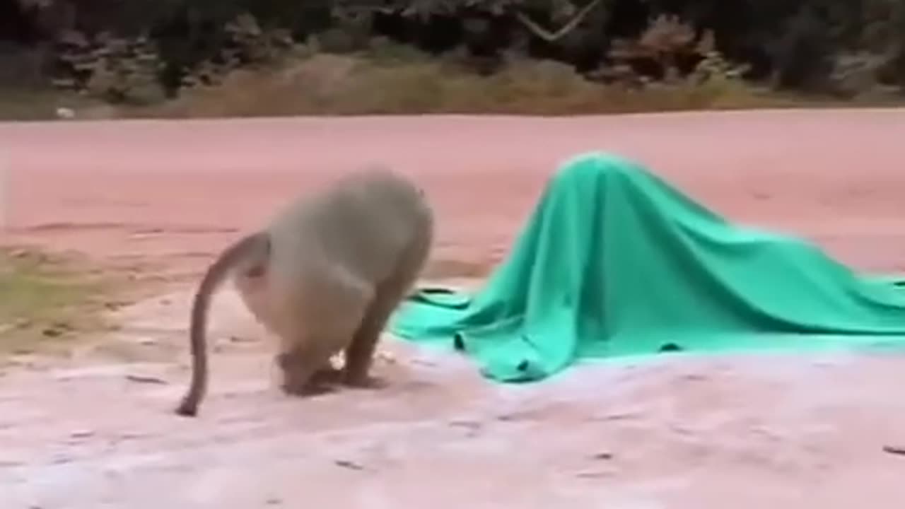 Fake Tiger Prank with Monkey 🐒🐅