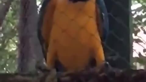 Parrot hardcore