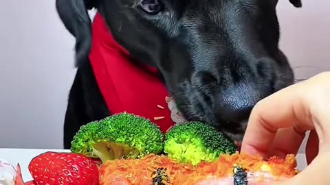 cute dog eating