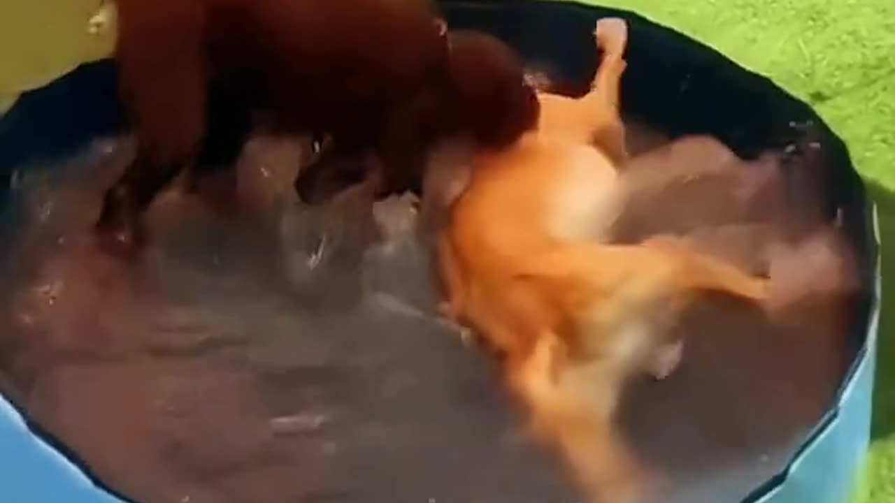 Wait for It… This Pet’s Reaction Is EPIC!
