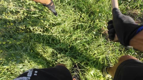 Actividades na Horta Experimental, Margem Sul Agrofloresta 2nd of Sept 2k25 Pt 4