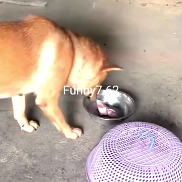 How Smart Mama Saves Meal!