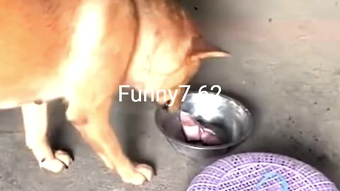 How Smart Mama Saves Meal!