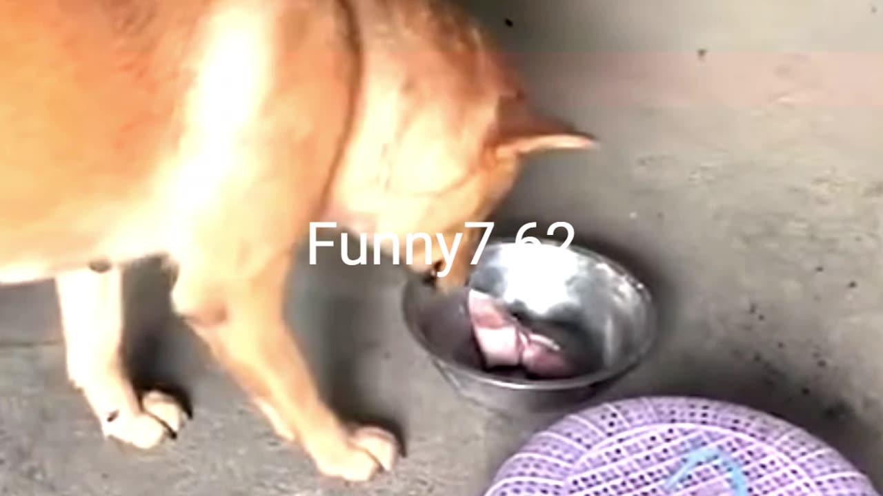 How Smart Mama Saves Meal!