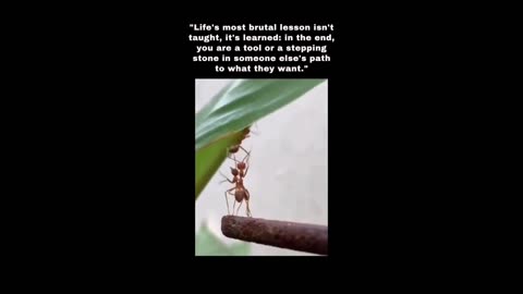 Life lessons are learnt and not taught