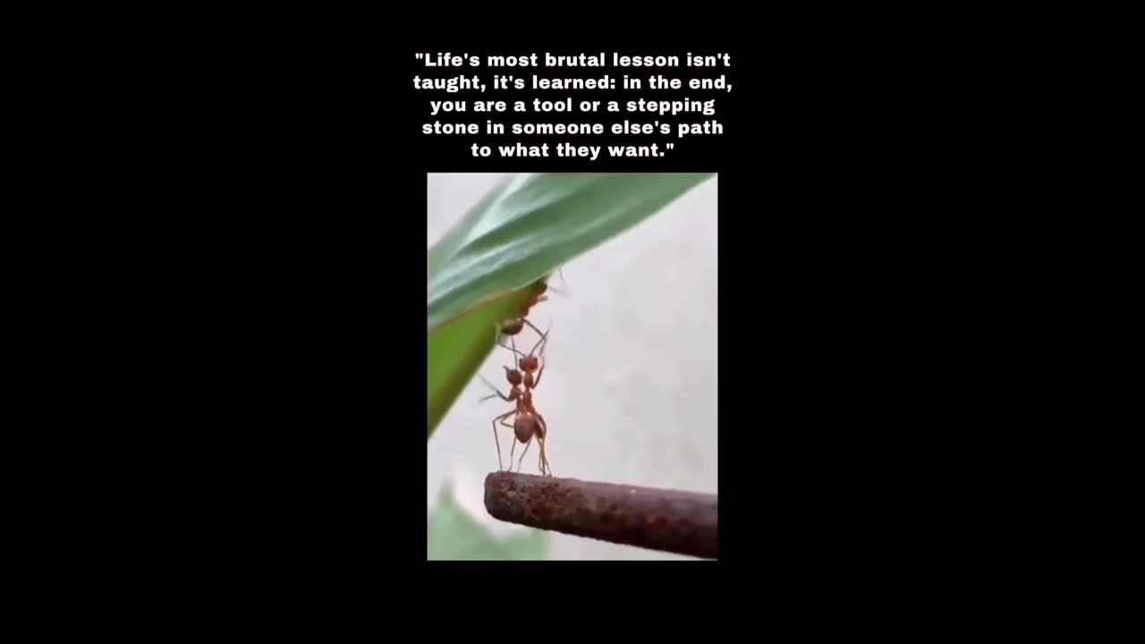 Life lessons are learnt and not taught