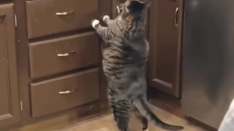 If you are watching this video, know that God has made you the guardian angel of a hungry cat💝
