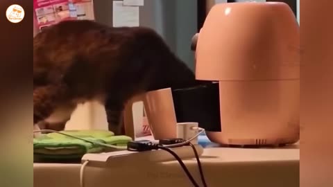 Funny Animals Video