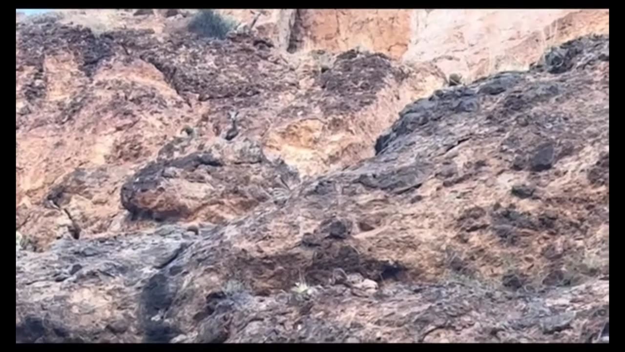 Big Horn Sheep launches Rock at Boaters