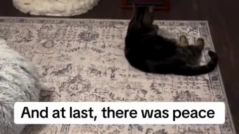 When Your Cat Has Higher Standards Than You 😾🛋️ | Meet Milo the Fireplace King