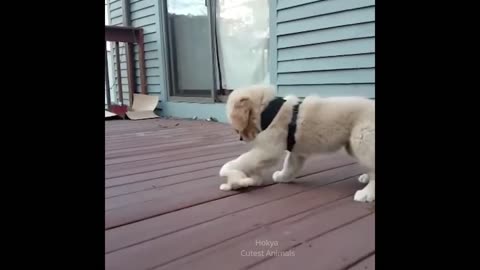 funny dogs - Awesome Funny Pet Animals Videos