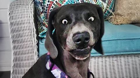 Millions are laughing their heads off at the Funniest ANIMALS