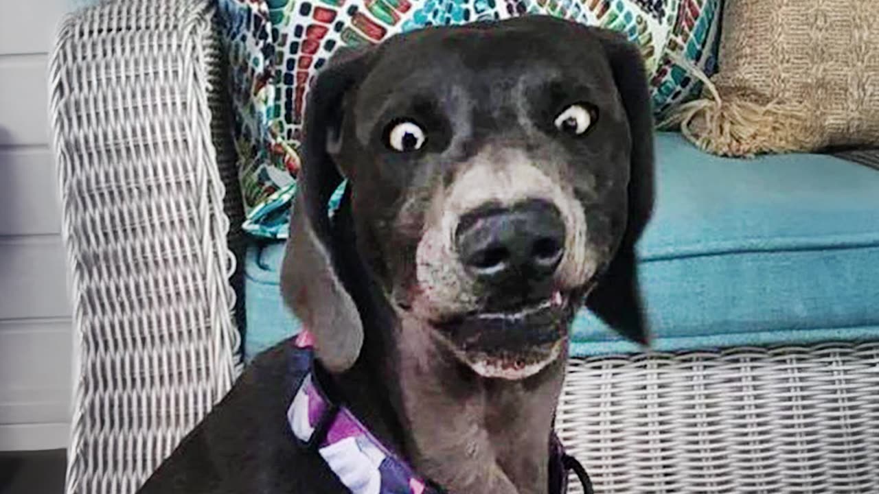 Millions are laughing their heads off at the Funniest ANIMALS