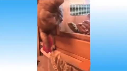 Funny Animals