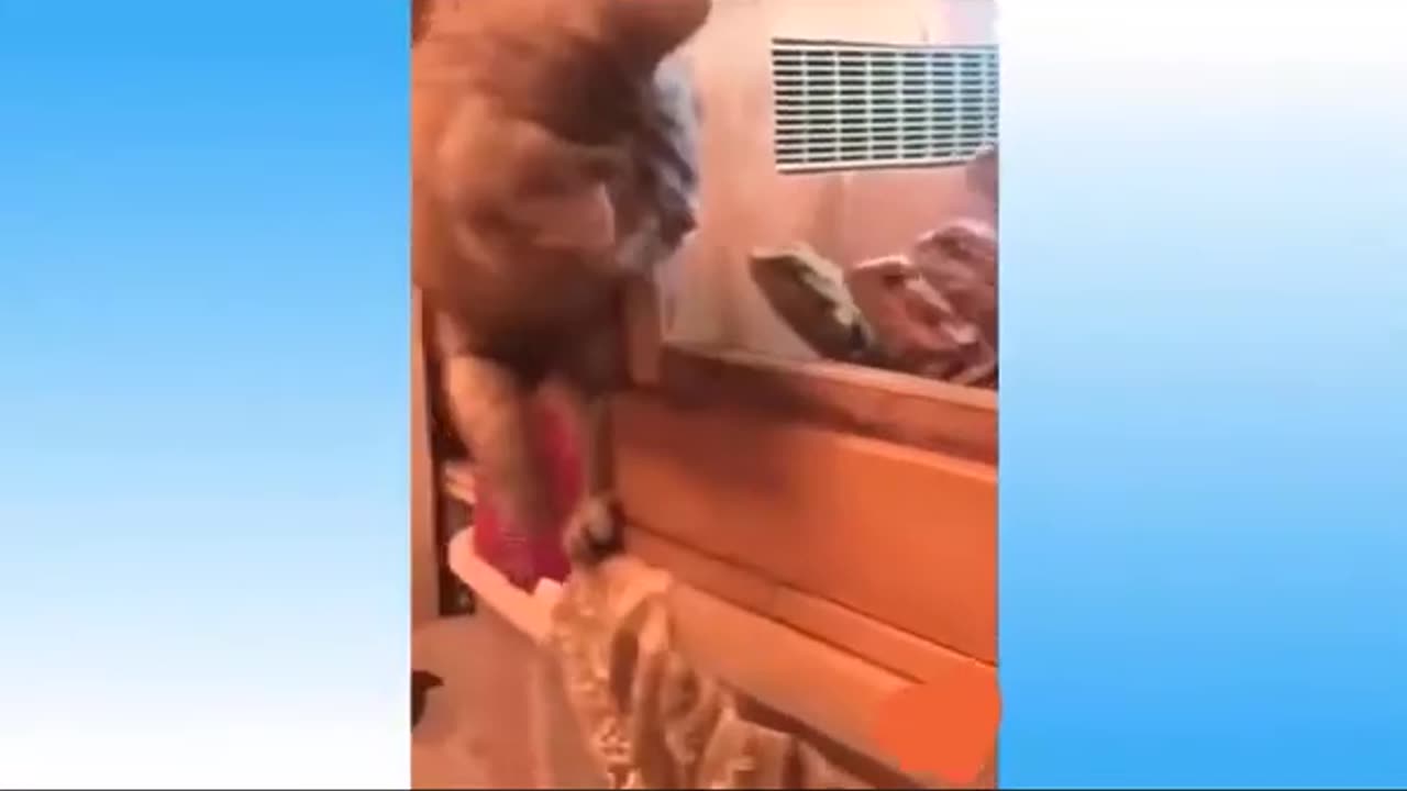 Funny Animals