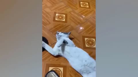 funny video