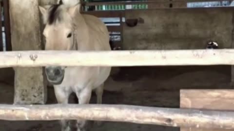 horse