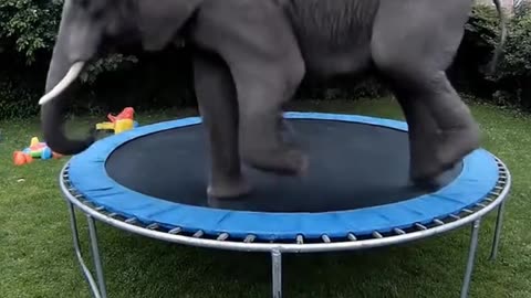 Elephant AI on a trampoline