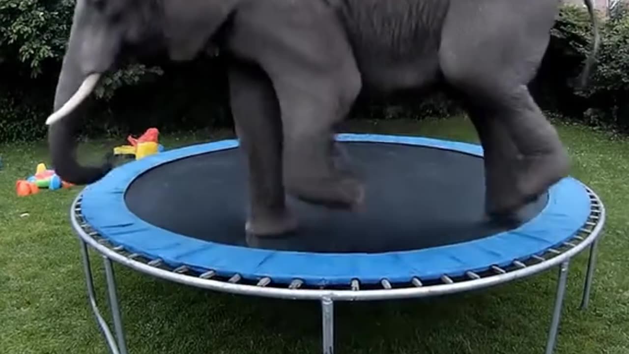 Elephant AI on a trampoline