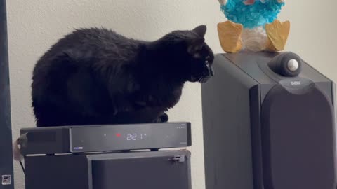 Cute Precious Piper Just Had a Bath - Adopting a Cat from a Shelter Vlog