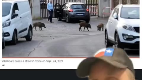 Wolves vs Feral Pigs