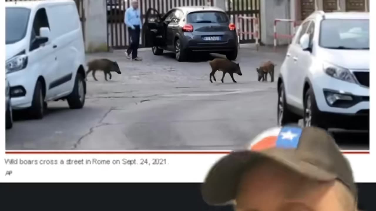 Wolves vs Feral Pigs