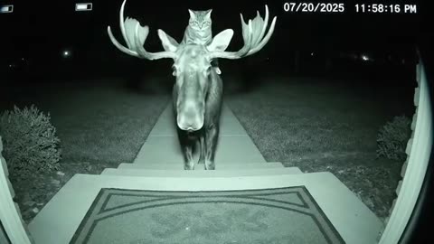 Night Cam captured this at night 🥹
