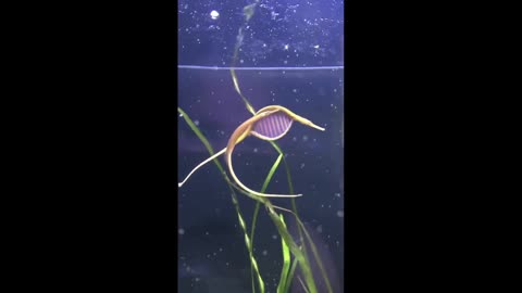 You ever see a Pipefish before? Strange huh, fast clip