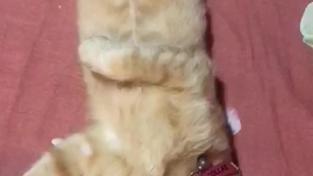 Animals in our cunrty😂😂😂😂 funny