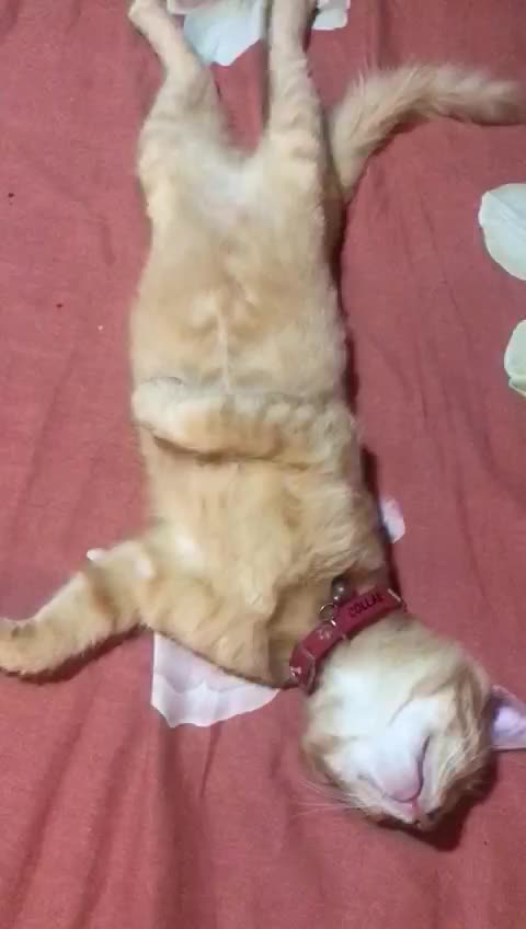 Animals in our cunrty😂😂😂😂 funny