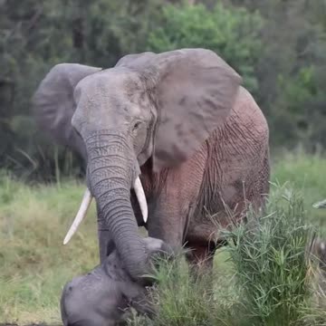 Escenas únicas que uno se encuentra en África!!! #viajes #vida #africa #aventura #naturaleza