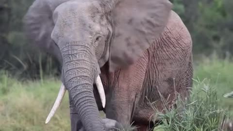 Escenas únicas que uno se encuentra en África!!! #viajes #vida #africa #aventura #naturaleza