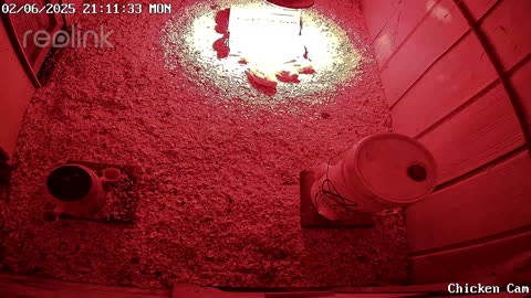 Millar Time Chicken Cam