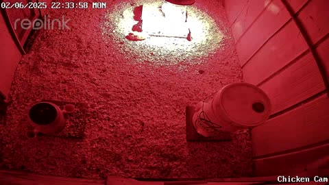 Millar Time Chicken Cam