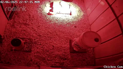 Millar Time Chicken Cam