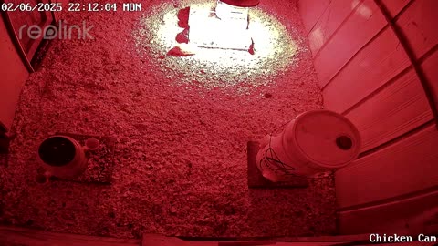 Millar Time Chicken Cam