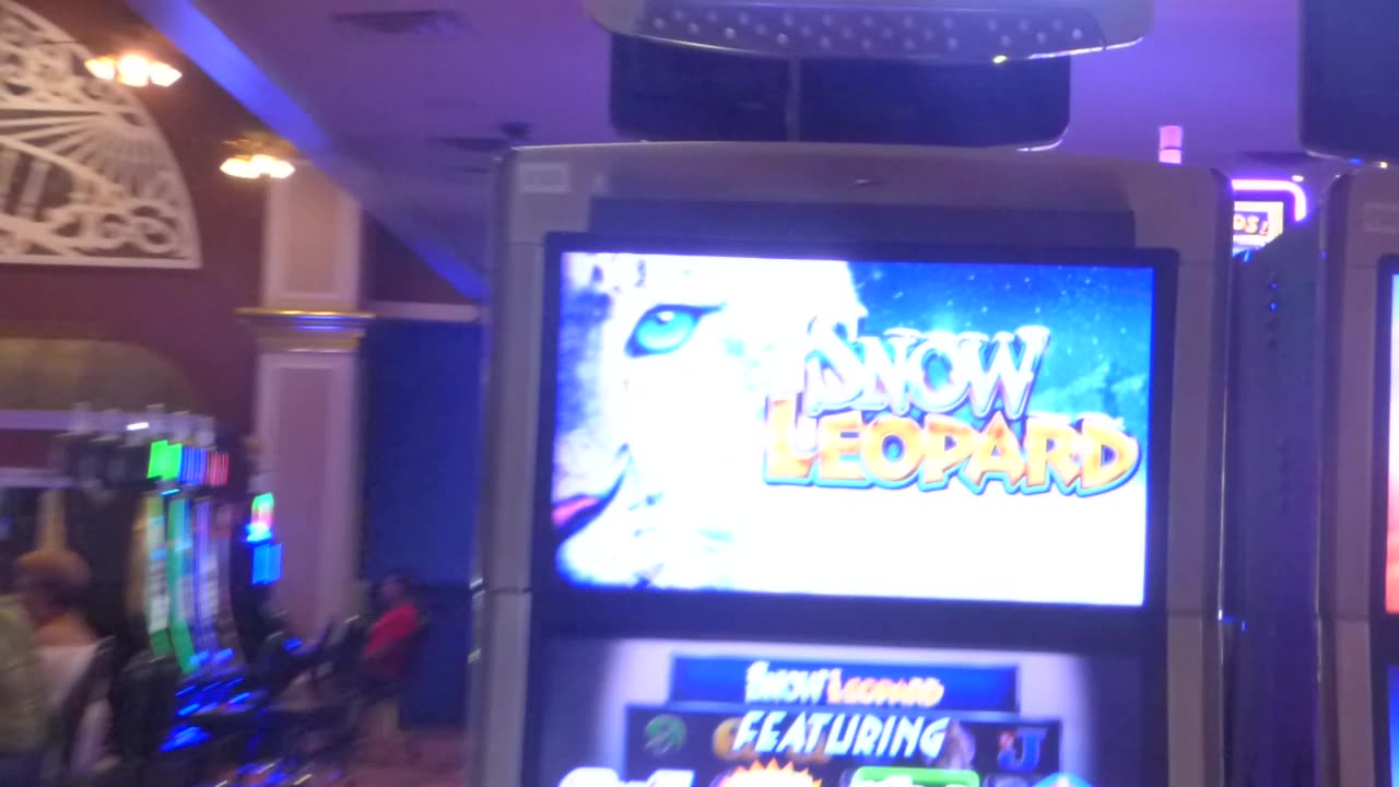 Snow leopard game at casino