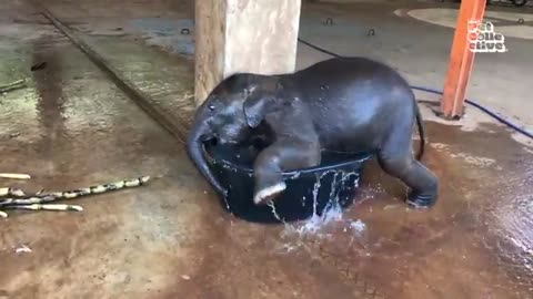 FUNNIEST Baby Animals 🤣 😂 | Best Cats, Dogs & Farm Animals