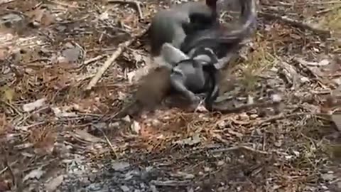 BEST SQUIRREL MOM SAVED HER KIDO!!!