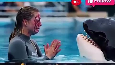 Last time Jessica and dolphin video #shorts #thejackvlogs #jessica #dolphin