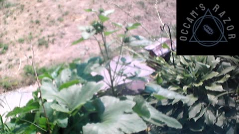 Butch the Sunflower