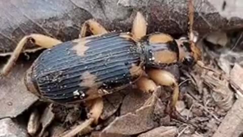 Bombardier Beetle